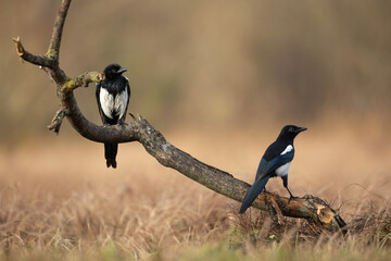 Image of Eurasian Magpie or Common Magpie or Pica pica on the branch with colorful background, autumn time	 printed on Printed Glass Basin Splashbacks