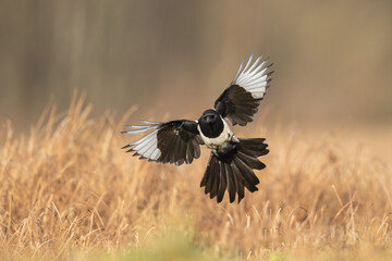 Flying Eurasian Magpie or Common Magpie or Pica pica with colorful background, autumn time	