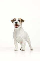 Jack Russell Terrier on a white background