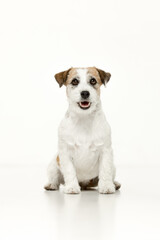 Jack Russell Terrier on a white background