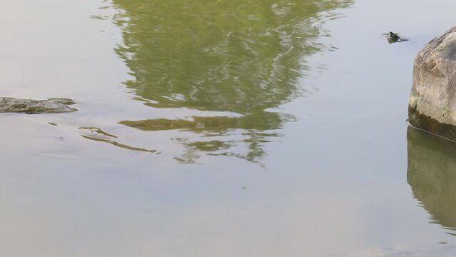 Turtle swimming in the pool. Rippling waves and like a turtle playing hide and seek form a funny video.Interesting high quality video photography in Kaohsiung City, Taiwan.