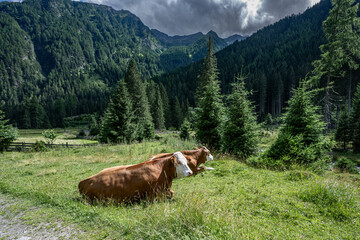 Kühe in den Alpen