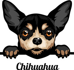 Chihuahua - Color Peeking Dogs - breed face head isolated on white