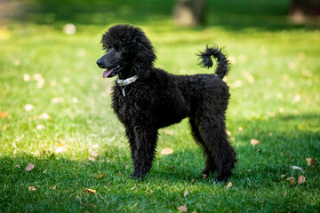 Poodle on a walk in the park