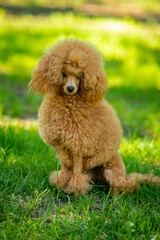 Fototapeta premium Poodle on a walk in the park