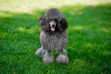 Poodle on a walk in the park