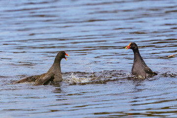 Dusky Moorhen at Coolart Wetlands and Homestead in Somers, Australia