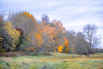 Fototapeta na wymiar colorful late autumn landscape. Trees with yellow, red and green leaves and leafless trees