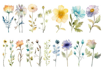 Vector watercolor painted flower. Hand drawn flower design elements isolated on white background. - obrazy, fototapety, plakaty