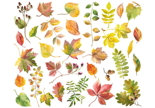 Abstract watercolor collection of autumn leaves. Hand drawn nature design elements isolated on white background.