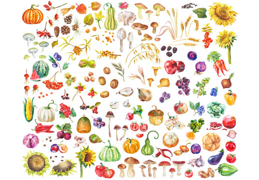 Abstract watercolor collection of autumn fruits and vegetables. Hand drawn nature design elements isolated on white background.