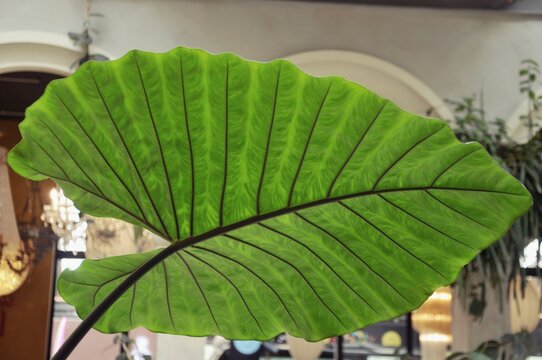 A beautiful fresh green leaf. The plant has a beautiful expressive structure.