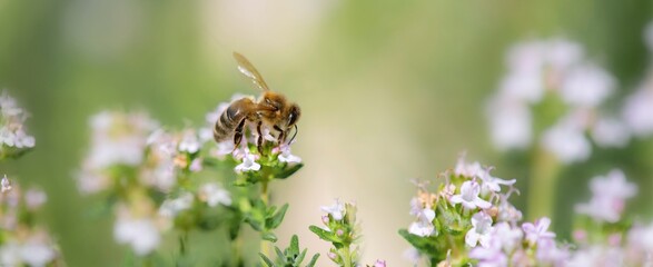 closeup on a honey bee collecting pollen on flowers of thyme in a garden on blurred background in...