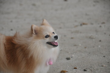 Small Pomeranian running on the beach by the sea. Cute puppy having fun.