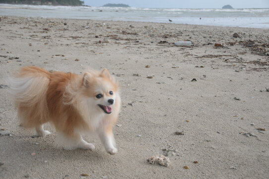 Small pomeranian running on the beach by the sea. Cute puppy having fun.
