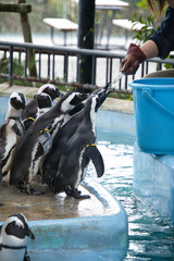 上野の動物園のペンギン