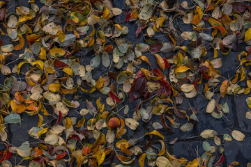 Colorful autumn leaves on cobblestones