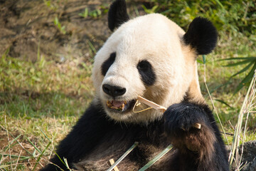 上野の動物園のパンダ