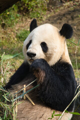 Fototapeta premium 上野の動物園のパンダ