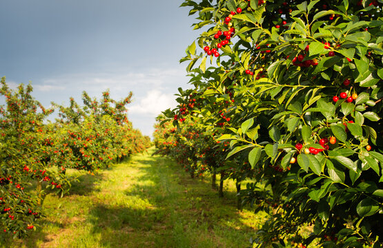 Ripe sour cherry trees orchard fields