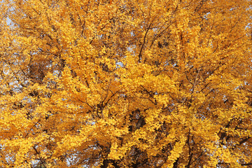 Ginkgo tree in autumn. Yellow leaves on tree branches against the sky. Change of season in nature