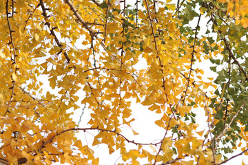 Ginkgo tree in autumn. Yellow leaves on tree branches against the sky. Change of season in nature