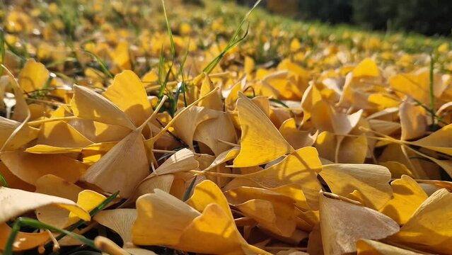 Close-up of gingo leaves that have fallen to the ground, selective focus. Yellow gingo leaves on the grass, autumn background. Change of season