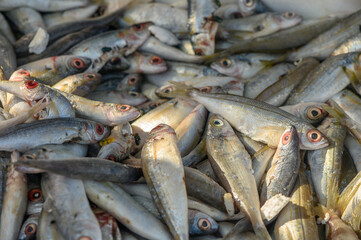 fresh local small fish on ice at a local market in the mediterranean 1