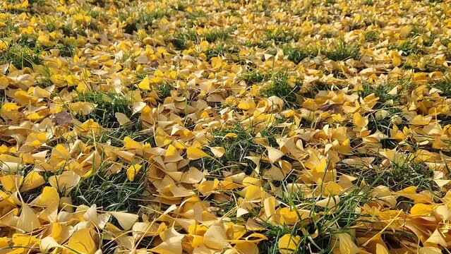 Close-up of gingo leaves that have fallen to the ground, selective focus. Yellow gingo leaves on the grass, autumn background. Change of season