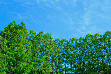 green trees with blue sky