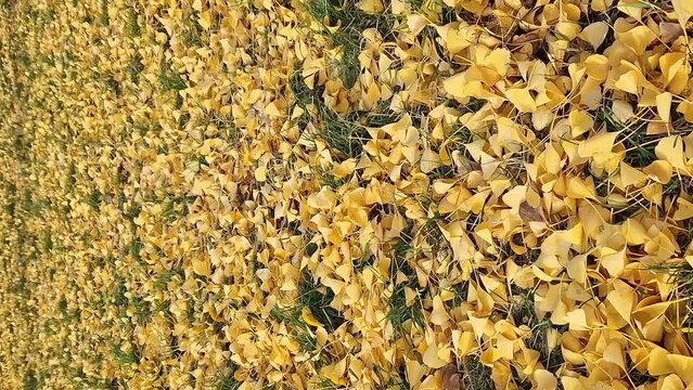 Close-up of gingo leaves that have fallen to the ground, selective focus. Yellow gingo leaves on the grass, autumn background. Change of season