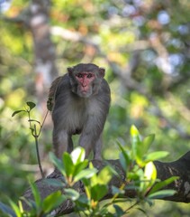 Rhesus macaques monkey.this photo was taken from Koromjol Eco Tourism Centre in Sundarbans. Bagerhat, Bangladesh.