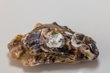 Fresh raw oyster isolated on white background