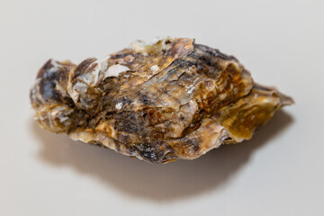 Fresh raw oyster isolated on white background