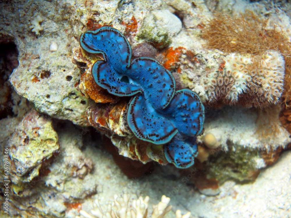 Sticker red sea colorful giant clam shells