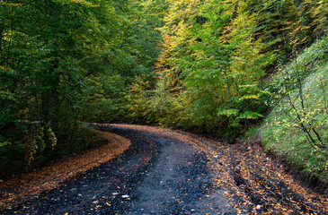 Fototapeta premium Autumn forest road. View of autumn forest road with fallen leaves Fall season scenery. Epirus Greece