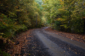 Autumn forest road. View of autumn forest road with fallen leaves Fall season scenery. Epirus Greece