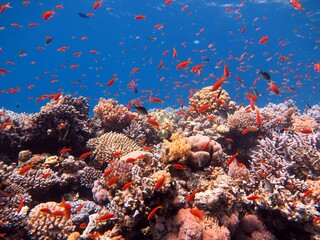 red sea fish and coral reef