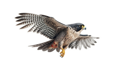 Fototapeta premium Falcon full size on white background Generated AI