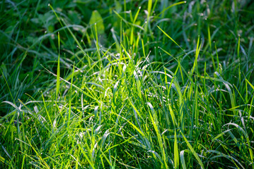 Green grass in morning sun.