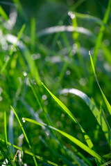 Green grass in morning sun.