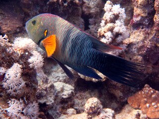 red sea fish and coral reef