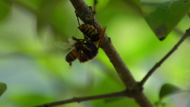 wasps eat honey bees, wasps kill bees