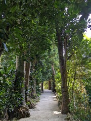 Fototapeta premium フクギ並木 沖縄 fukugi tree line okinawa japan
