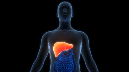 Human Internal Digestive Organ Liver Anatomy