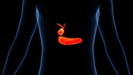 Human Internal Organs Pancreas with Gallbladder Anatomy - obrazy, fototapety, plakaty