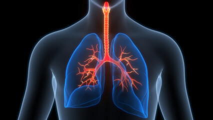 Human Respiratory System Lungs Anatomy
