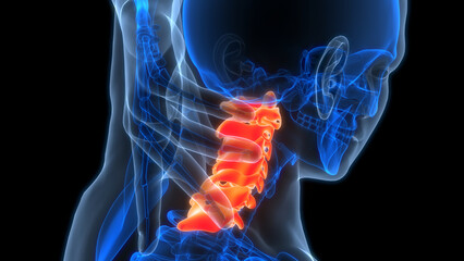 Spinal Cord Vertebral Column Cervical Vertebrae of Human Skeleton System Anatomy