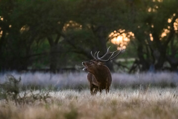 Red deer in La Pampa, Argentina, Parque Luro, Nature Reserve