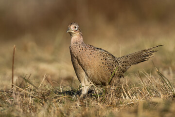 Bird - Common pheasant Phasianus colchius Ring-necked pheasant in natural habitat wildlife Poland Europe